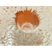 Timo Sarpaneva Festivo kandelaar